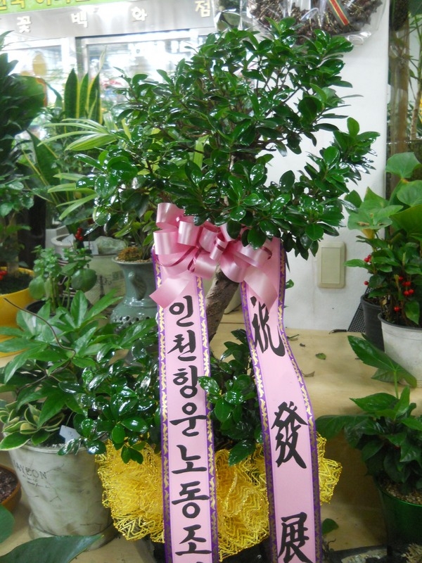 ׿뵿