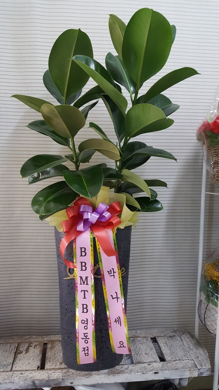 BBMT    ۰Դϴ