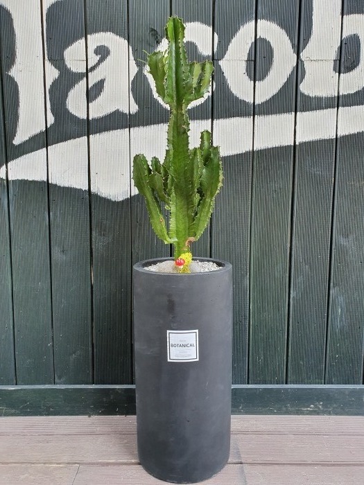 ۾